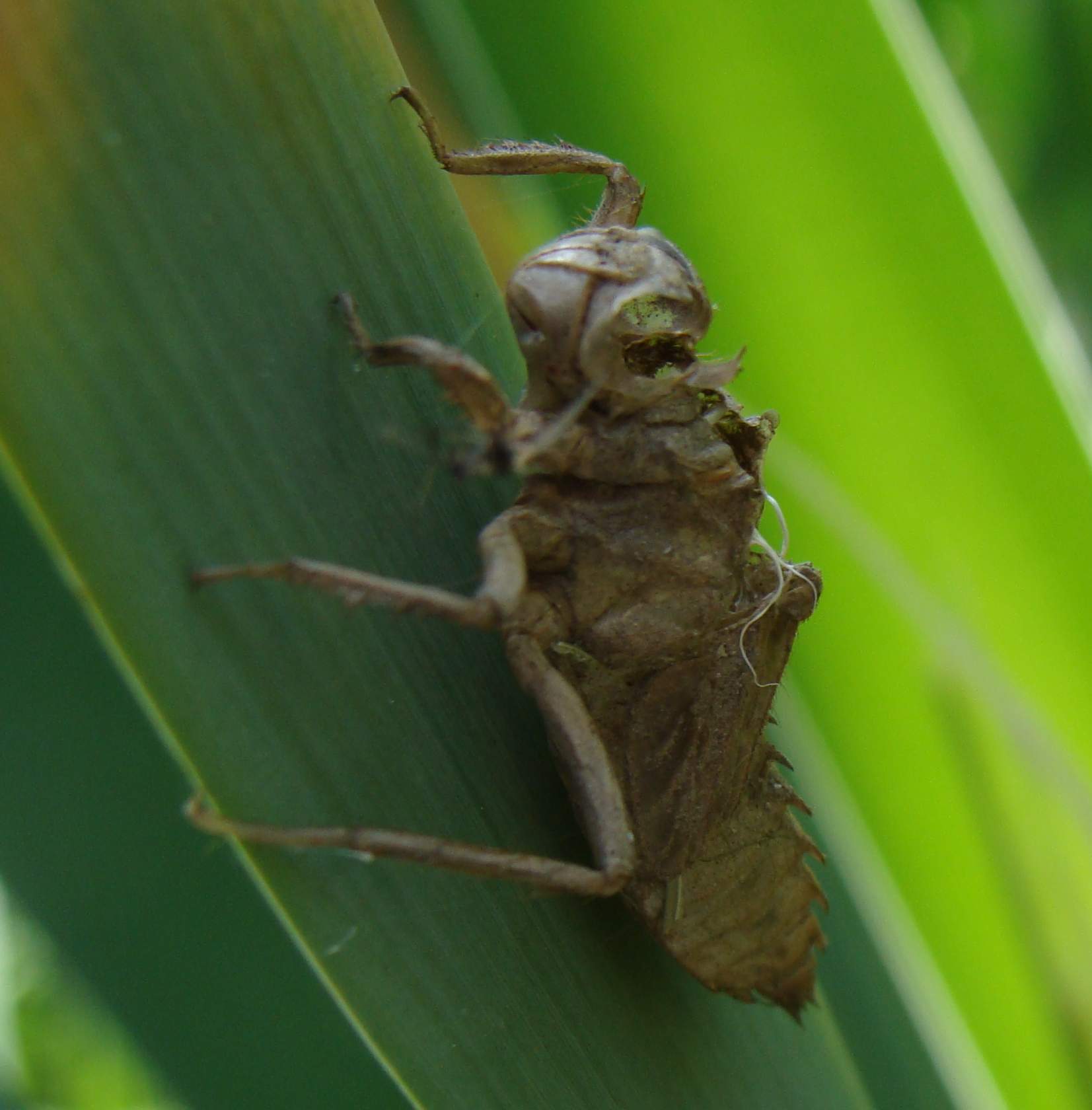 esuvia libellula fulva